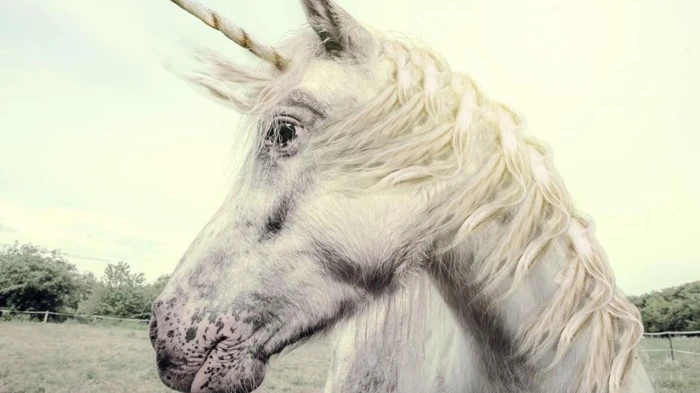 Licorne blanche Mignonne